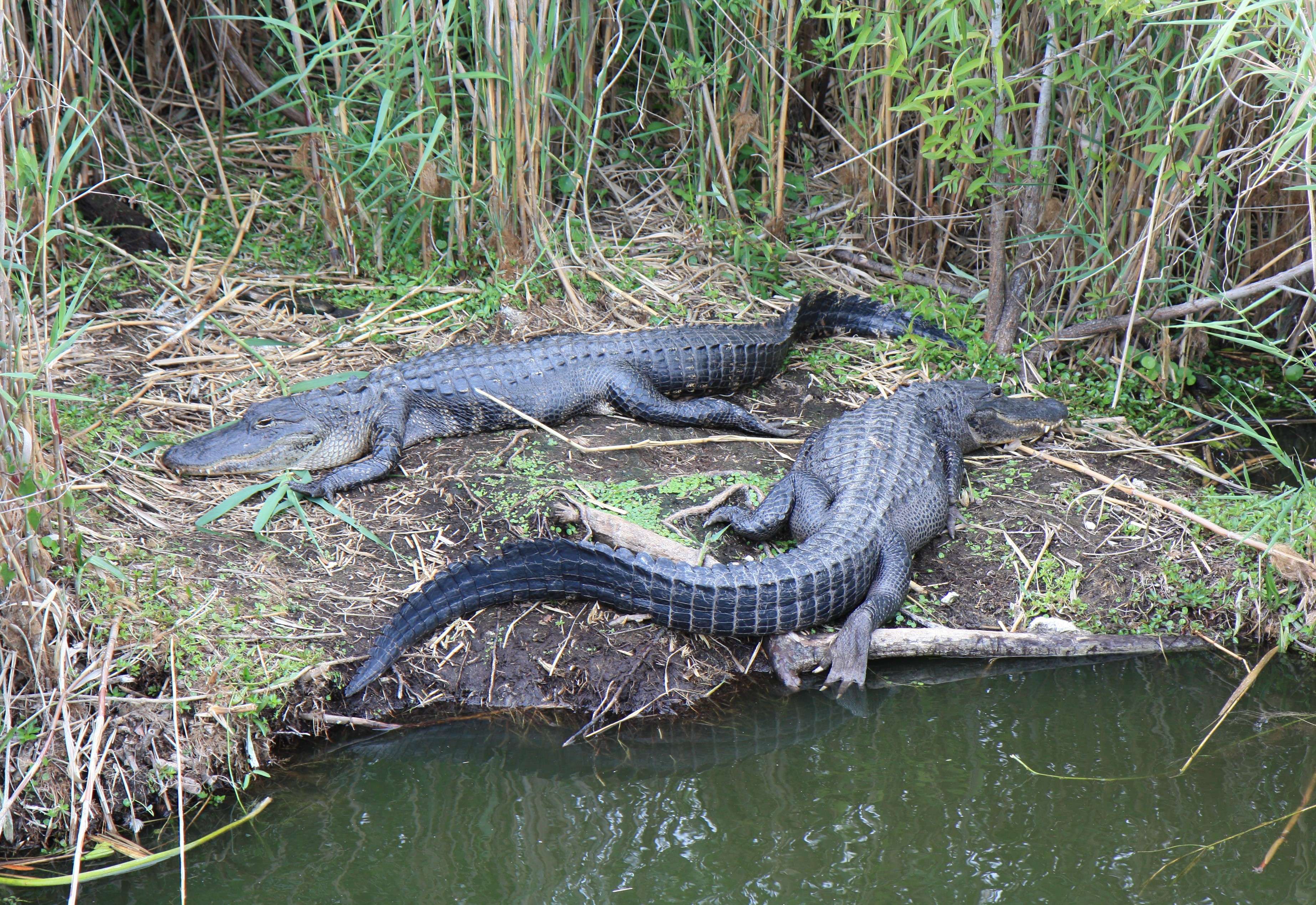 A couple of alligators